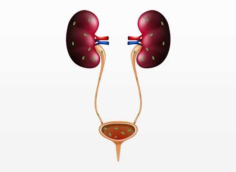 The Urethra