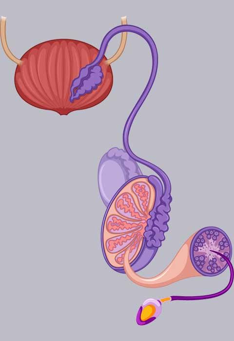 The testicles